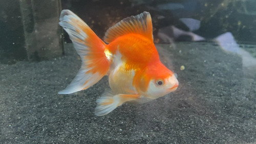 Pez Goldfish Ryukin Agua Fría