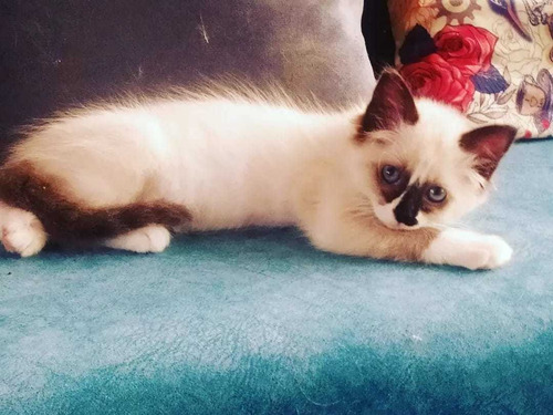 Imagen 8 de 10 de Gatos Ragdoll Birmanos Criador