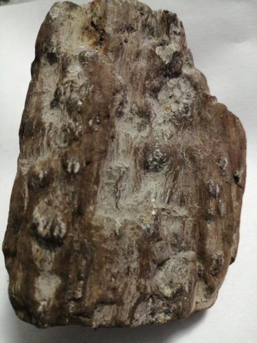   Piedra  Madera Petrificada  67 X53 X32 Mm