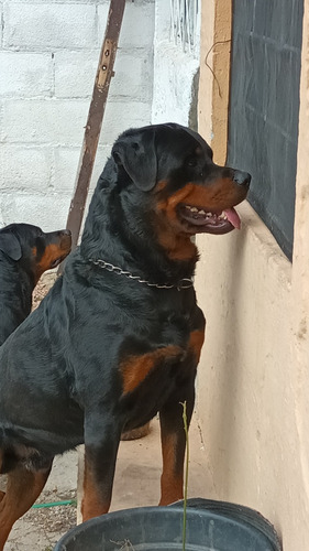 Rott Puro  4 Años Para Monta