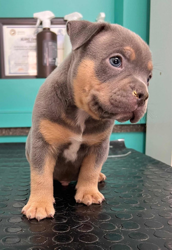 American Bully Cachorros Registro Abkc Al Día