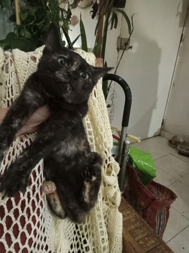 Gatita Carey Concha De Tortuga