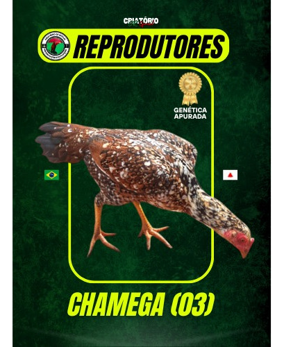 10 Ovos De Galo Mura Exótico Pintado - Plumagem Sensacional