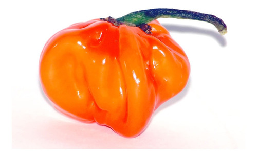 10 Gramos De Semillas Chile Habanero Var. Comercial Orange