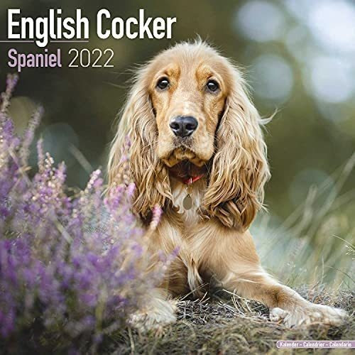 Libro: Calendario Cocker Spaniel Cocker Spaniel Inglés De De