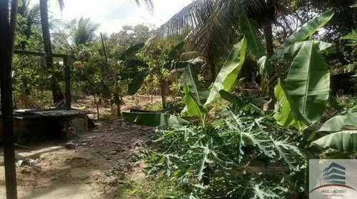 Imagem 4 de 7 de Granja A Venda Em Macaíba