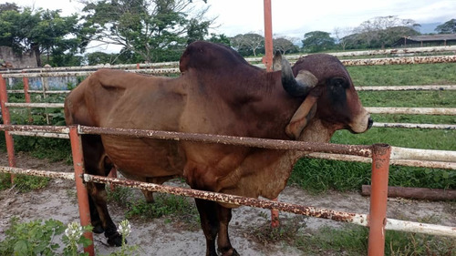 Imagen 4 de 5 de Toro Gyr Registrado Alta Genetica Alta Pureza