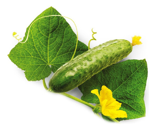 Pack X 10 Semillas Pepino Cucumis Sativus