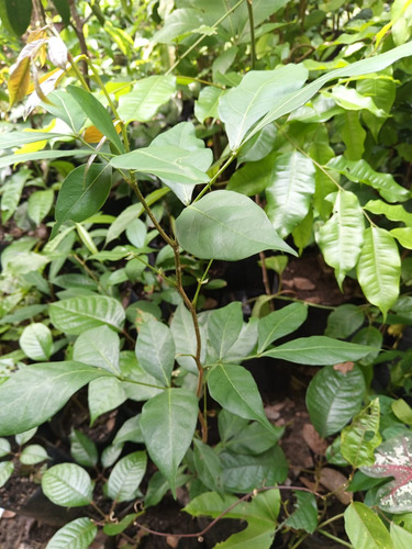 Planta De Inga Laurina, Bonita Frutal, Pregunte Costo Envio