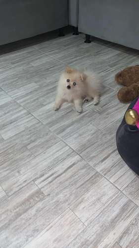 Pomerania Edad : 3 Meses Precio $4.000000