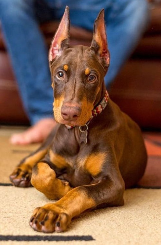 Cachorros Doberman Perrito Doverman Puppy Dobermen