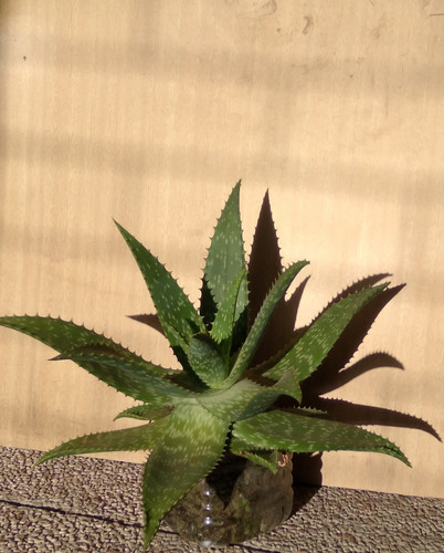 Aloe  Vera   Diam.  40 Cm