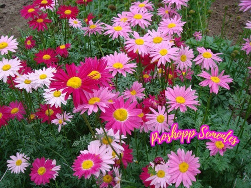 400 Sementes Da Flor Piretro Hibrido Mix Parece Margarida