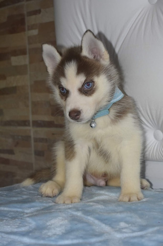 Imagen 7 de 10 de Siberiano Husky Manto Gris Y Negro