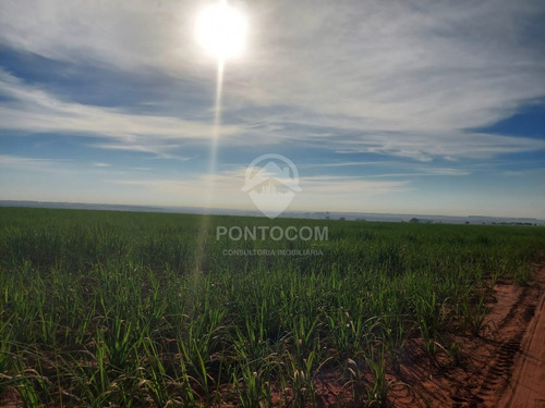 Imagem 2 de 23 de Excelente Fazenda - Martinópolis - 3841131v