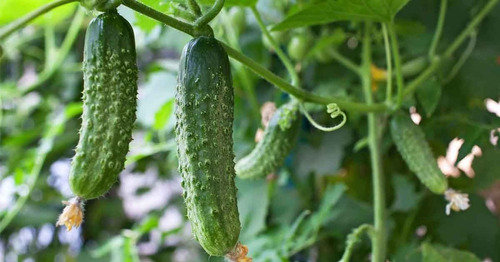 Semillas Pepino Encurtir Tipo Pickles X Sobre Huerta En Casa