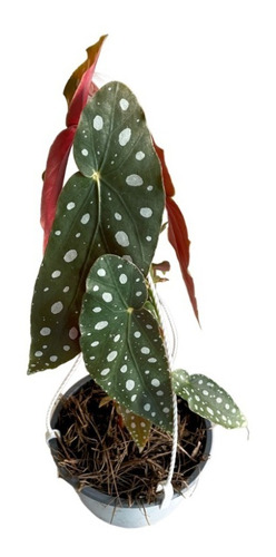 Planta Alas De Ángel Exótica | Begonia Maculata Wightii