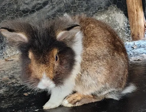 Vende Ser 4 Coelhos