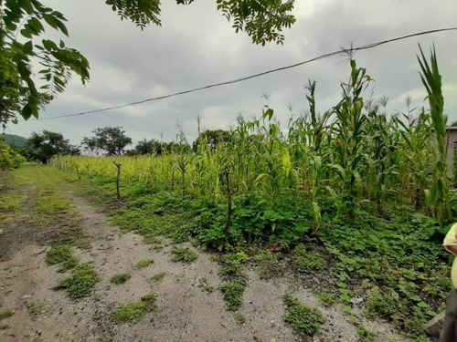 Imagen 1 de 4 de Terreno En Venta Tlayacapan