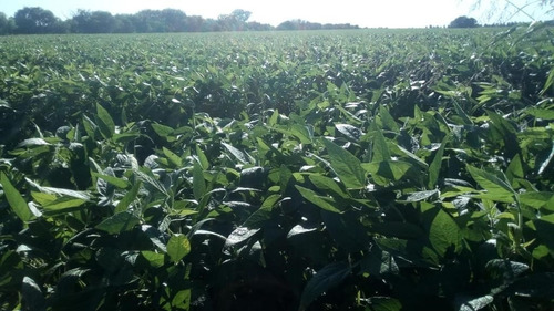 Imagen 2 de 9 de Terreno Campo En Venta Ubicado En Rosario, Rosario