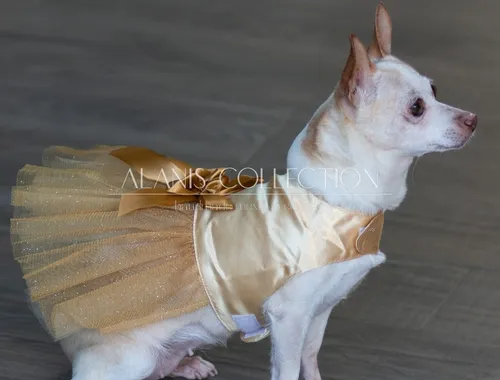Vestidos para perritas 2025 chihuahua
