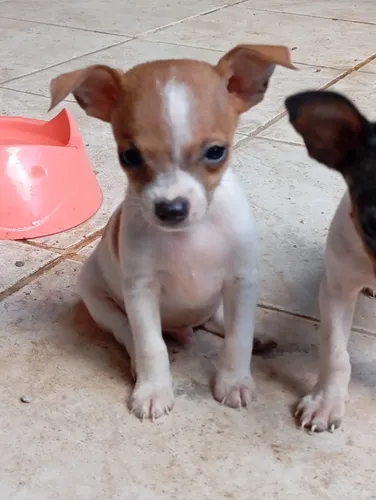 Pinscher 0