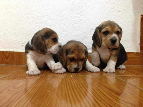 Cachorros Beagle Tricolor 100% Puros