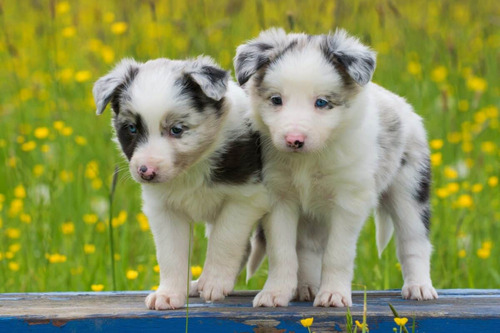 Border Collie Blue Merle Araucanía