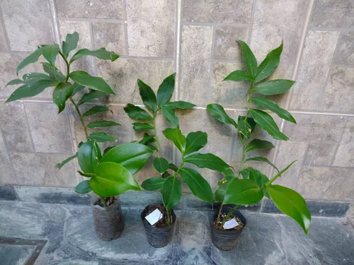 2 Plantines Costus Barbatus Jengibre Espiral Ornamental