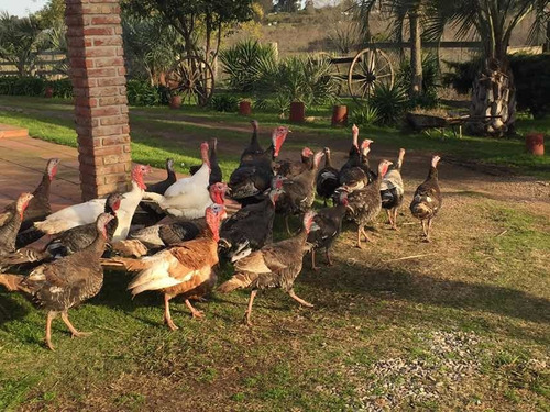 Pavos Criollos Blancos Colorados Y Negros