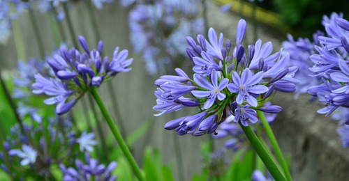 Agapanthus Africanus - Semillas