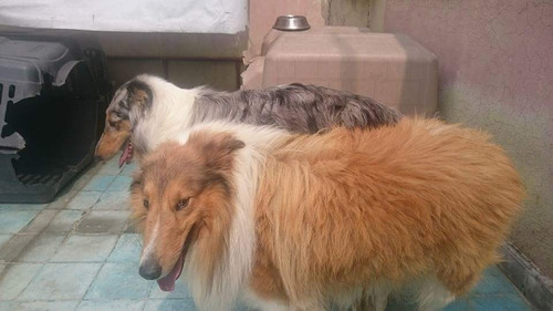 Imagen 2 de 10 de Rough Collie Lindos Cachorros