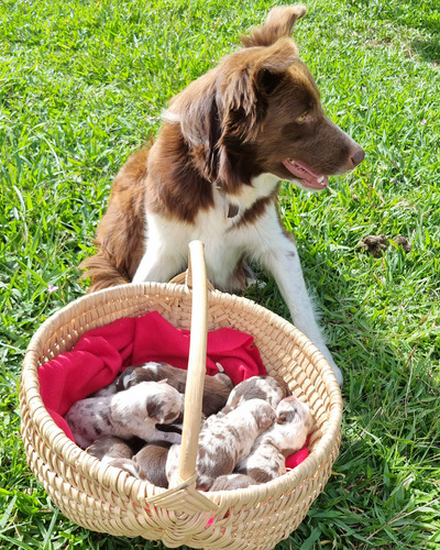 Filhote De Border Collie Com Pedigree Cbkc