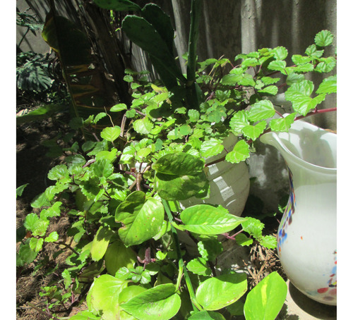 Plantas 3 En 1 Planta Del Dolar Nopalito Y Potus Avellaneda