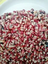 Comprar Bulto 50 Kilos Semilla Maíz Rojo Criollo Mexicano Sembrar 