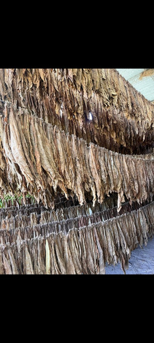 Blunt Natural - El Paisanal X 5 Unidades Natural