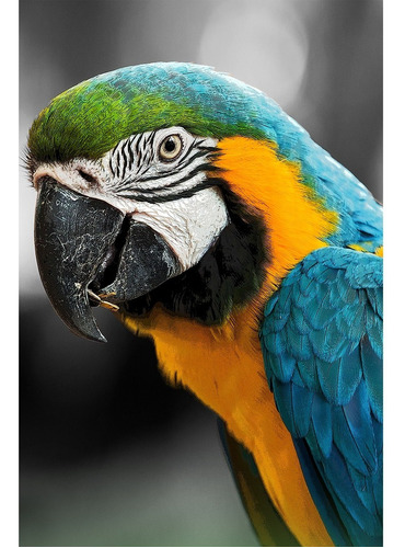 Quadro Araras Penas Azul Animais Amazônia Decorativo Sala