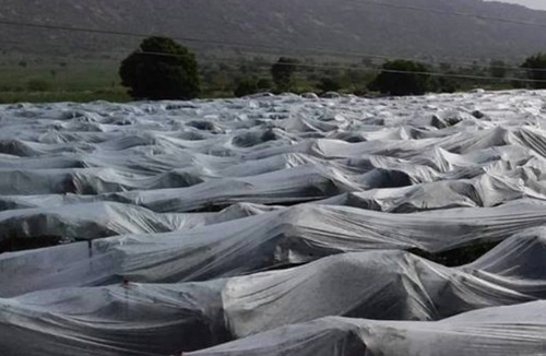 Rollo Tela Antiheladas - Agribón Granizo 2.10m X 1000 M