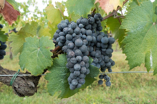 Imagen 1 de 1 de Parras Uva