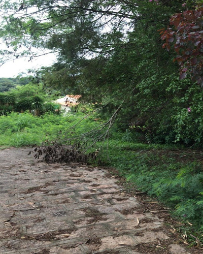 Imagem 5 de 8 de Terreno - Te00895 - 32039243