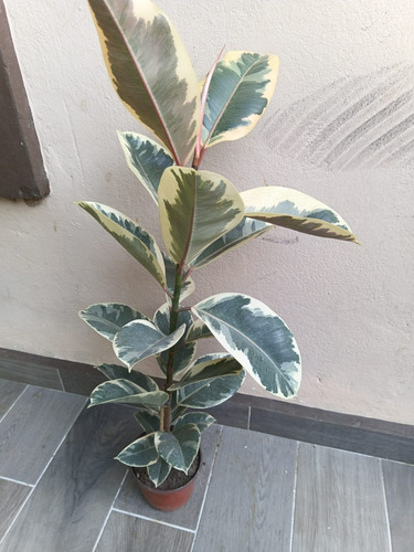 Planta Ficus Elástica, Variegada Verde Blanco Pregunte Envío