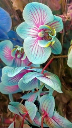 100 Semillas De Orquídea Arcoiris Min