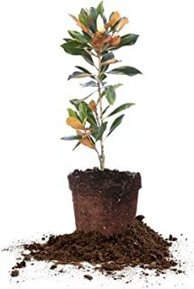 Little Gem Magnolia, Planta Viva, Incluye Una Mezcla Especia