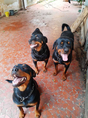 Filhote Rotweiller Femea 7 Meses !