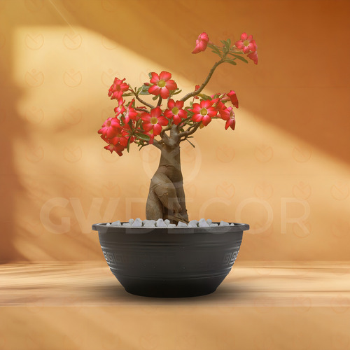 Vaso Rosa Do Deserto 6,6lts 15 Unidades Plasmont