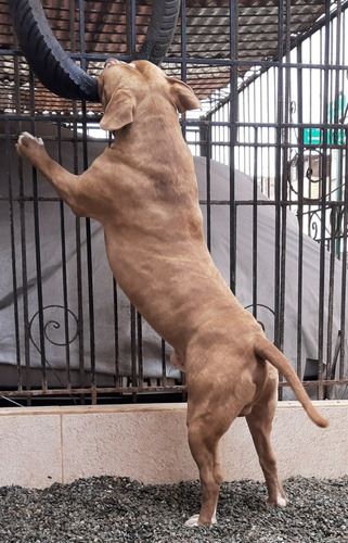 Imagen 4 de 4 de Servicio De Monta Pitbull (o Fusion Bully)