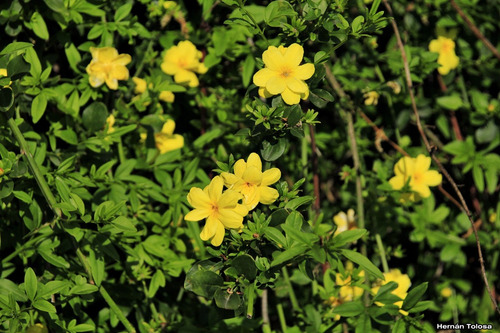 Jazmín Amarillo
