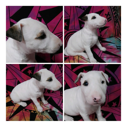 Cachorras Bullterrier 