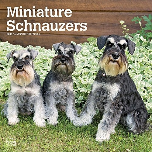 Schnauzers En Miniatura Edicion Internacional 2019 12 X 12 P