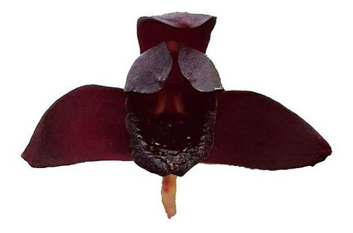 Orquídea Negra Adulta-original (orquidário Orquiflora)